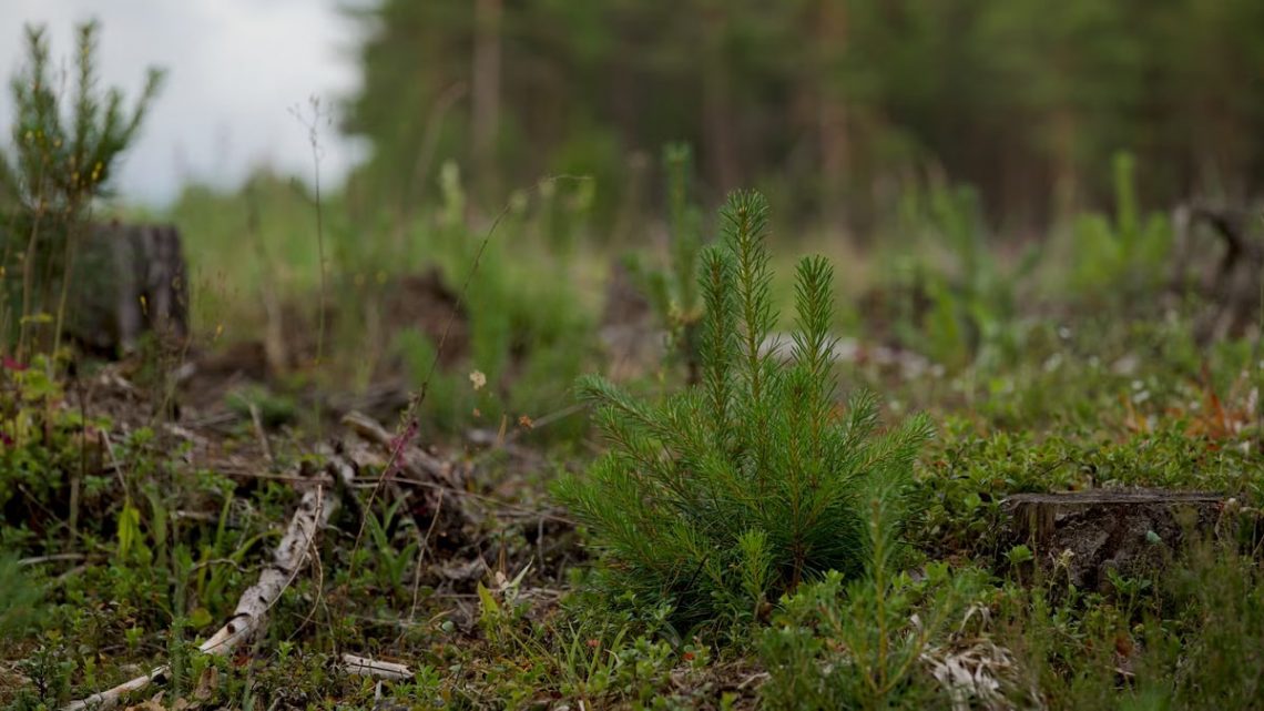 Close-up of a young evergreen plant amidst a forest clearing with natural background.