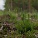 Close-up of a young evergreen plant amidst a forest clearing with natural background.